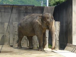 アジアゾウの美都(ミト)