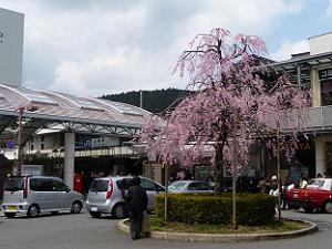 春の山科駅