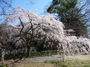 京都御苑の糸桜